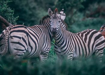 They believed that all these species were extinct, but they hid from a man in the “White City”