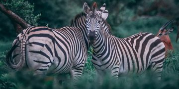 They believed that all these species were extinct, but they hid from a man in the “White City”