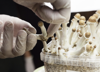 Global Psychedelic Drugs Market – Industry Trends