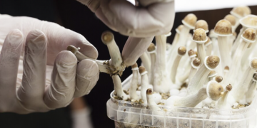 Global Psychedelic Drugs Market – Industry Trends
